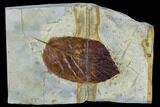 Fossil Leaf (Beringiphyllum) - Montana #106247-1